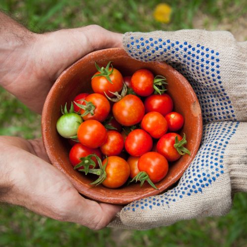 bowl of tomatoes served on person hand